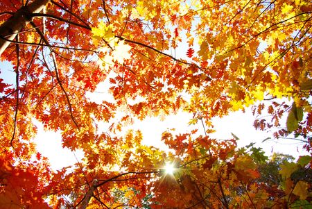 autumn leaves background in a sunny dayの写真素材