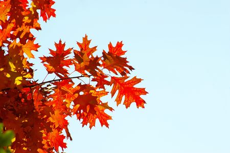 autumn leaves background in sunny day