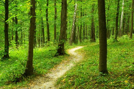 a path is in the green forestの写真素材