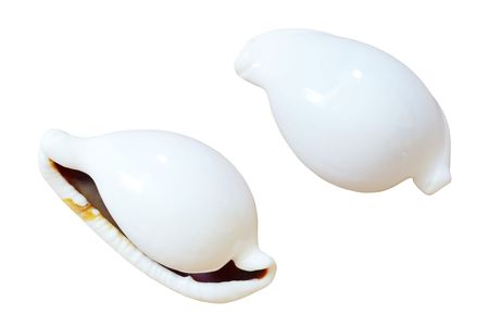 Sea shell  isolated on white backgroundの写真素材