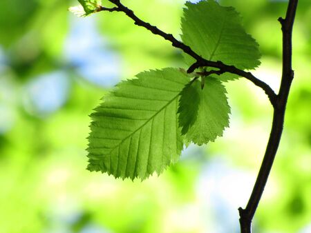 green leaves background in sunny day                               の写真素材