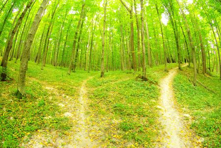 a path is in the green forest