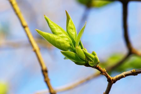 First spring leaves over natural backgroundの写真素材
