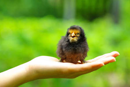 Hand hold caring for a small chickenの写真素材