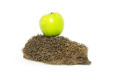 hedgehog and apple isolated on white の写真素材