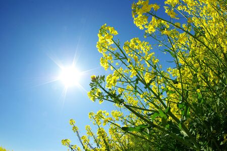  Rape field and clouds in skyの写真素材