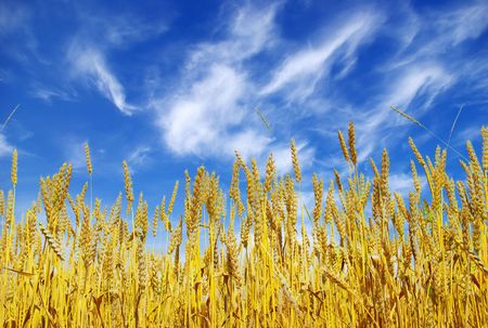Wheat ears against the blue  skyの写真素材