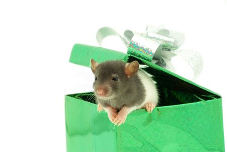 funny rat in box  isolated on white backgroundの写真素材