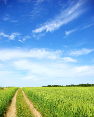 field on a background of the blue skyの写真素材