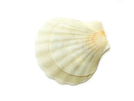 Sea shell  isolated on white background