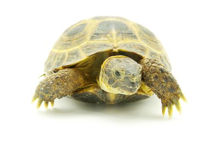 Reptile turtle isolated on whiteの写真素材