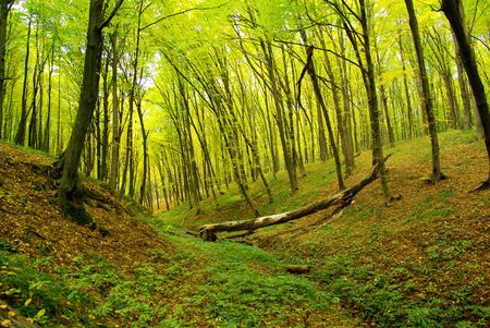 Early morning sun in the green forest