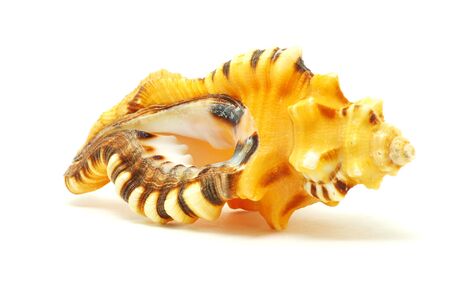 Sea shell  isolated on white background