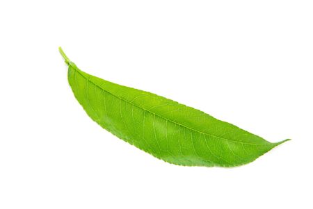 green leaf isolated on a whiteの写真素材