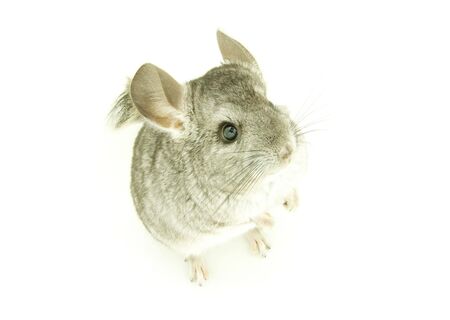 gray chinchilla isolated on whiteの写真素材