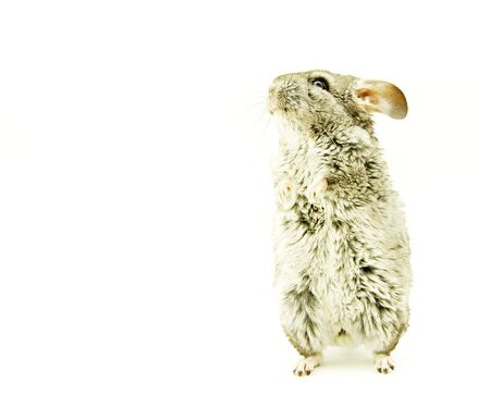 gray chinchilla isolated on whiteの写真素材