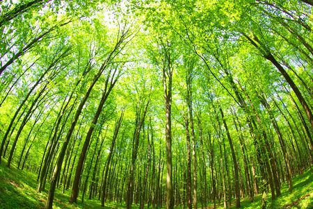 Early morning sun in the green forest        の写真素材