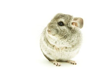 gray chinchilla isolated on whiteの写真素材