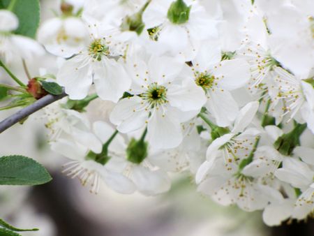  Close up of the cherry blossoms                                       の写真素材