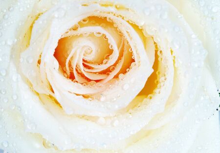 a close-up of a white roseの写真素材