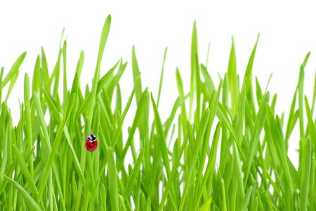 red ladybug on green grass isolated on greenの写真素材