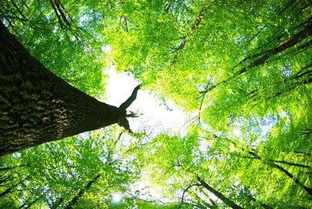 green leaves background in sunny day