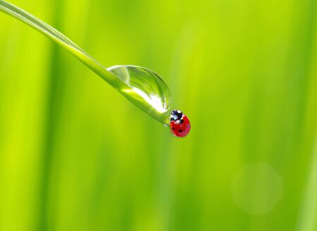   red ladybug on green grass isolatedの写真素材