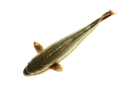 carp isolated on white backgroundの写真素材
