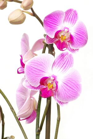 Pink orchid isolated on a white backgroundの写真素材