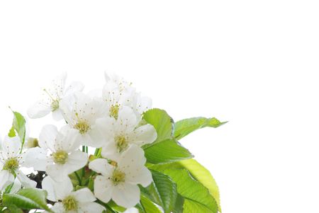 Close up of the cherry blossoms     の写真素材