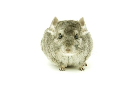 gray chinchilla isolated on whiteの写真素材