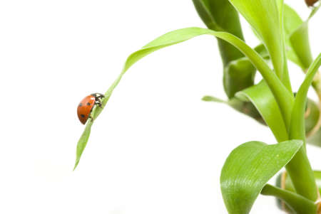red ladybug on green grass isolatedの写真素材