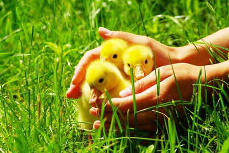 a yellow fluffy gosling in the hand