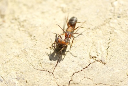 a photo of red ants closeupの写真素材