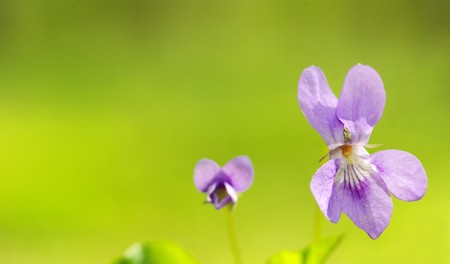 pink spring flower on the forestの写真素材