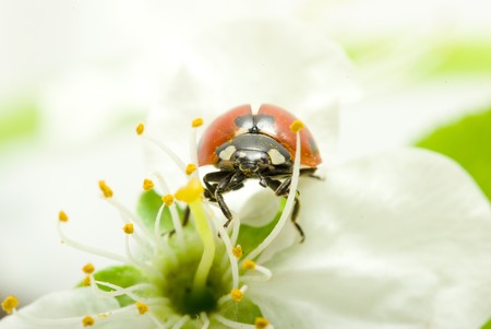   red ladybug on green grass isolatedの写真素材