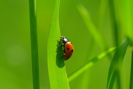  ladybug sitting on the blade of grassの写真素材