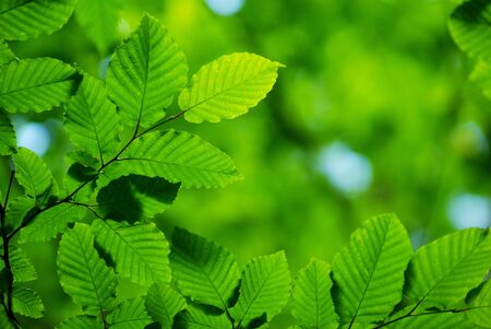 green leaves background in sunny dayの写真素材