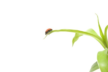 red ladybug on green grass isolatedの写真素材