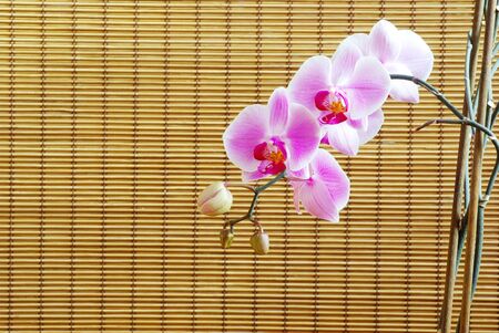 Close up of pink orchids on rattan background.の写真素材