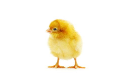 Cute little baby chicken isolated on white backgroundの写真素材