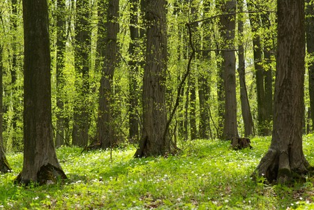 Early morning sun in the green forestの写真素材