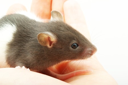 funny rat  isolated on white backgroundの写真素材