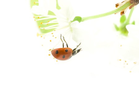   red ladybug on green grass isolatedの写真素材