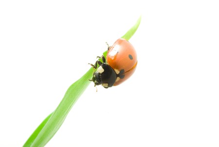 red ladybug on green grass isolated on whiteの写真素材