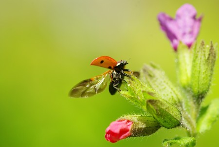  ladybug sitting on the blade of grassの写真素材