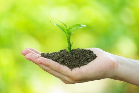 plant in the hand on green backgroundの写真素材