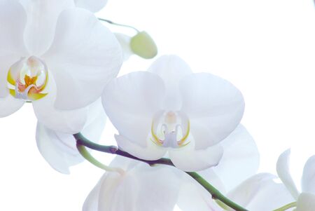 White orchid isolated on white backgroundの写真素材