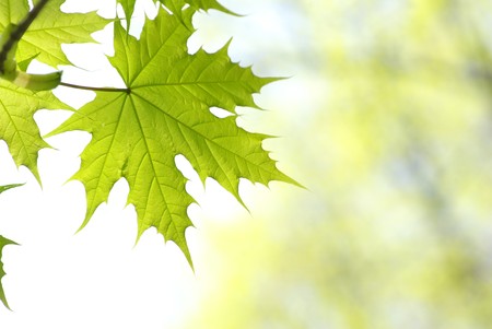 green leaves background in sunny day
