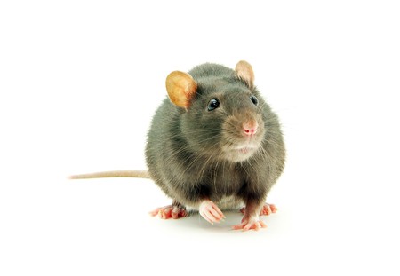 funny rat  isolated on white backgroundの写真素材
